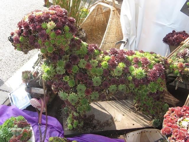 Harrogate Flowershow 2016